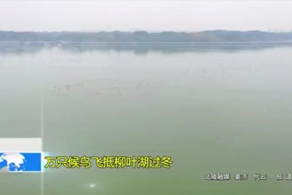 万只候鸟飞抵柳叶湖过冬