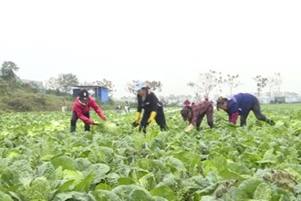 汉寿：10余万亩大白菜上市 保障市民“菜篮子”