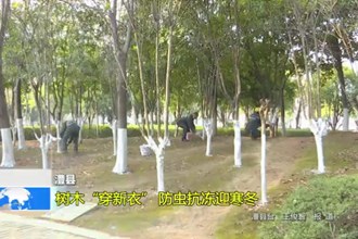 澧县：树木“穿新衣” 防虫抗冻迎寒冬