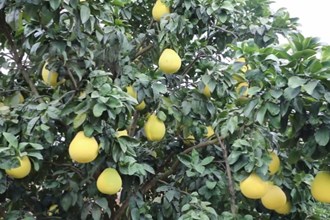 临澧县哗溪桥村：“柚”到丰收季 果农笑开颜