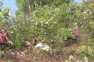 汉寿崔家桥镇：油茶丰收采摘忙 乡村振兴路子宽