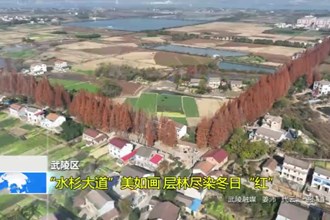 武陵区： “水杉大道”美如画 层林尽染冬日“红”
