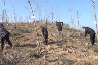 津市：拓展造林绿化空间 为乡村振兴添色彩