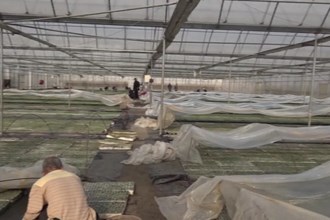 临澧：育苗工场吐新绿 烟农复工干劲足