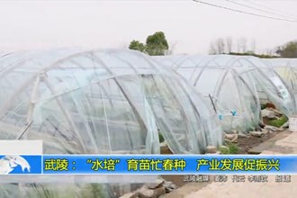 武陵：“水培”育苗忙春种 产业发展促振兴