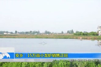 安乡：15万亩小龙虾销售正旺