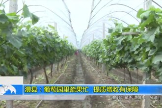澧县：葡萄园里疏果忙 提质增收有保障