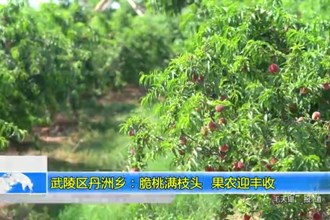 武陵区丹洲乡：脆桃满枝头 果农迎丰收