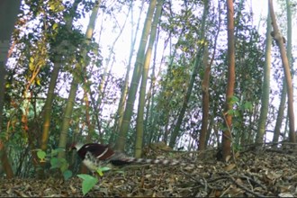 汉寿：红外相机拍摄到国家一级保护野生动物白颈长尾雉