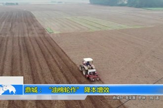 鼎城： “油棉轮作” 降本增效