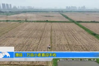 澧县：万亩小麦喜迎丰收