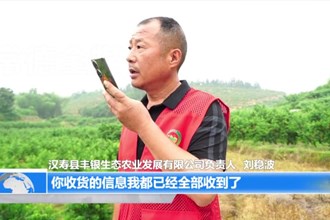 汉寿：黄桃脆又甜 线上线下“销售旺”