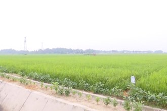 “云党建”助力科学种粮 万亩示范田间说“稻”