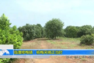 临澧修梅镇：杨梅采摘正当时