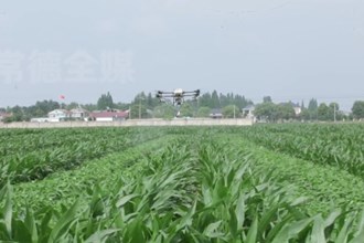 安乡：玉米“套”大豆　种出好“丰”景