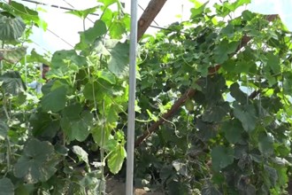 澧县：研企合作 水果新品助农增收