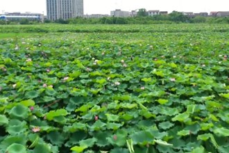 盛夏荷花竞相绽放 农旅融合加快发展