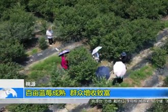 桃源：百亩蓝莓成熟 群众增收致富