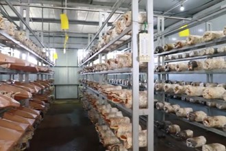 临澧：室种“仙草” 助残车间开出希望“芝”花