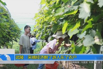 武陵：采摘经济醉了游人乐了农户