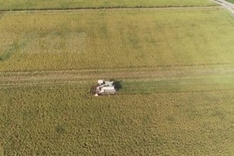 石门：喜看稻菽千重浪 田间地头丰收忙
