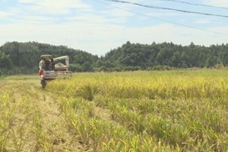 汉寿：早稻喜丰收 晚稻抢插忙