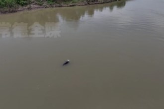 安乡：护渔志愿服务队 守护“微笑天使”江豚