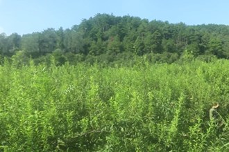 桃源热市镇戈尔潭村：黄金柰李飘香 甜蜜产业增收