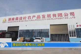 澧县阳光葡萄出口越南