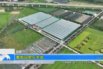 武陵：葡萄园里乐丰收