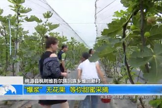 桃源县枫树维吾尔族回族乡维回新村：“爆浆”无花果 等你甜蜜采摘