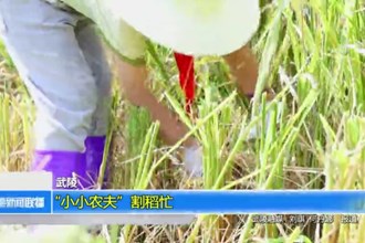 武陵：“小小农夫”割稻忙