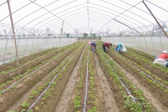 武陵区丹洲乡：加大产业发展 做足“特”字文章