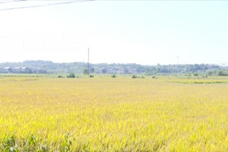 桃源：晚稻飘香喜丰收 机械化收割助农忙