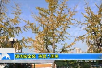 鼎城：银杏披金装 美景入画来