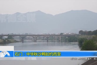 石门：中华秋沙鸭如约而至