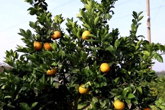 鼎城区尧天坪镇：荒山变“金山” 结出“致富果”