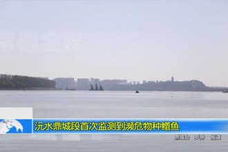 沅水鼎城段首次监测到濒危物种鳤鱼