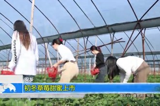 安乡：初冬草莓甜蜜上市