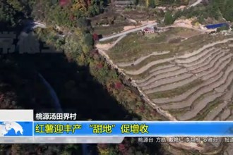 桃源汤田界村：红薯迎丰产“甜地”促增收
