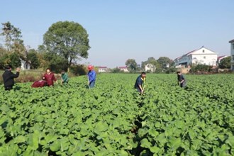 汉寿：完成油菜栽种面积54.2万亩以上