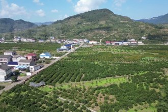 石门县白云镇：柑橘成熟产销旺