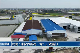 武陵：小伙养蛋鸡 