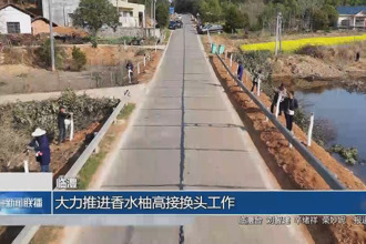 临澧：大力推进香水柚高接换头工作