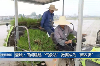 鼎城：田间建起