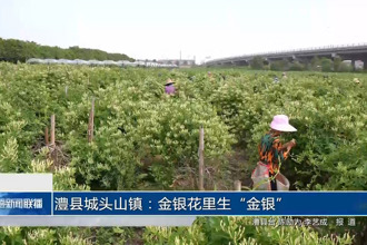澧县城头山镇：金银花里生