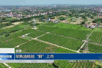 武陵：早熟油桃抢