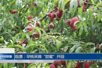 临澧：早桃采摘