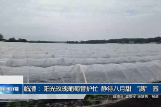 临澧：阳光玫瑰葡萄管护忙 静待八月甜