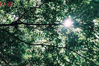 常德夏日 林荫道写满温柔诗行